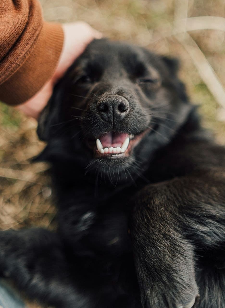 Happy dog being petted